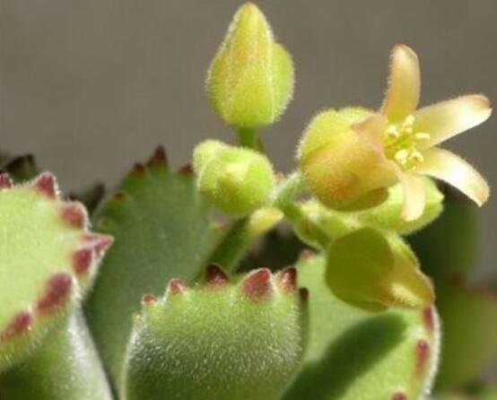 熊童子開花會死嗎,不會/適當遮陰、及時降溫