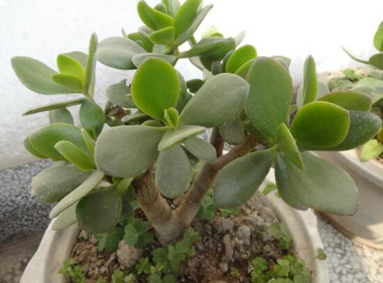 燕子掌換土后要澆水嗎,可根據具體情況來具體對待