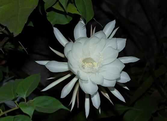 家里養曇花吉利嗎,好運來臨、驚喜不斷(吉祥如意)