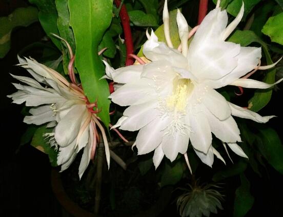 家里養曇花吉利嗎,好運來臨、驚喜不斷(吉祥如意)