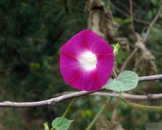 牽?;ㄊ裁醇竟濋_花,每年的夏秋開花(6-10月)