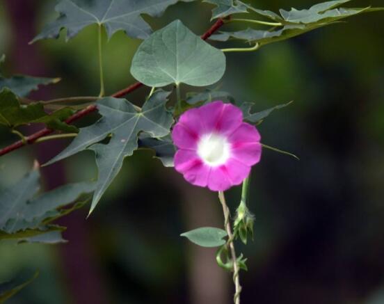 牽?;ㄊ裁醇竟濋_花,每年的夏秋開花(6-10月)