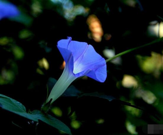 牽牛花什么季節開花,每年的夏秋開花(6-10月)