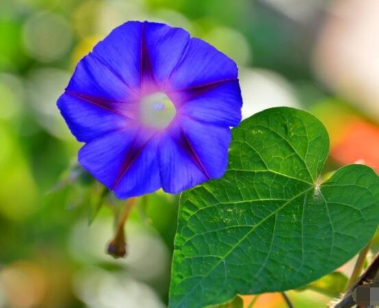 牽?;ㄊ裁醇竟濋_花,每年的夏秋開花(6-10月)