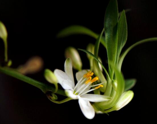 蘭花怎么養(yǎng)最好,做好五大要點(diǎn)花開茂盛