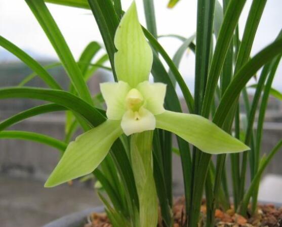 蘭花怎么養(yǎng)最好,做好五大要點(diǎn)花開茂盛