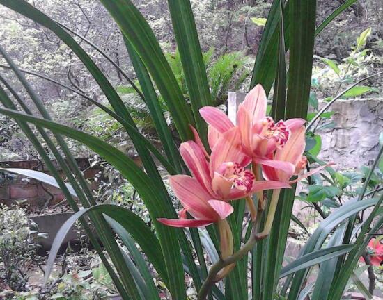 蘭花怎么養(yǎng)最好,做好五大要點(diǎn)花開茂盛