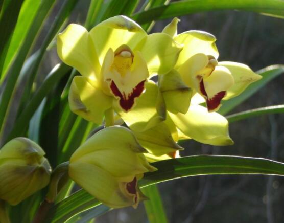 蘭花怎么養(yǎng)最好,做好五大要點(diǎn)花開茂盛