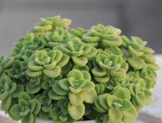 碰碰香為什么一碰就香,其原理主要為葉枕澎壓作用