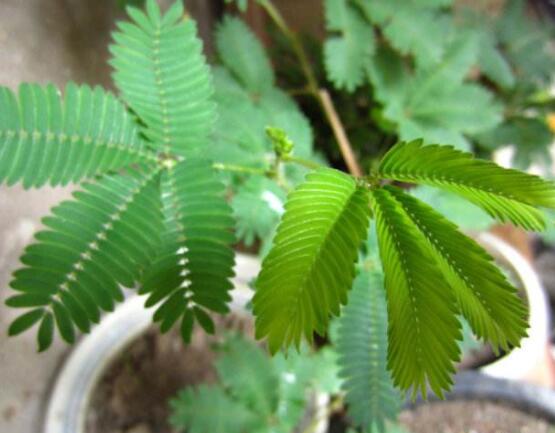 種含羞草會掉頭發(fā)嗎,會掉/家有孕婦和小孩忌養(yǎng)殖