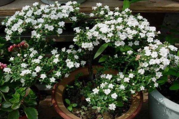 六月雪開花時(shí)間,每年的5-7月開花(6月開的最旺)
