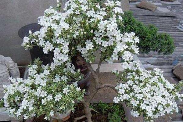 六月雪開花時(shí)間,每年的5-7月開花(6月開的最旺)