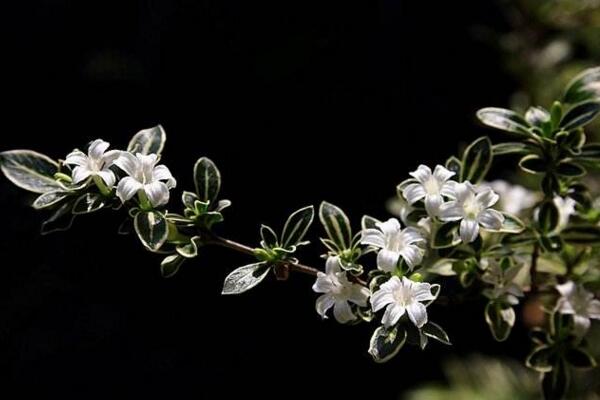 六月雪開花時(shí)間,每年的5-7月開花(6月開的最旺)