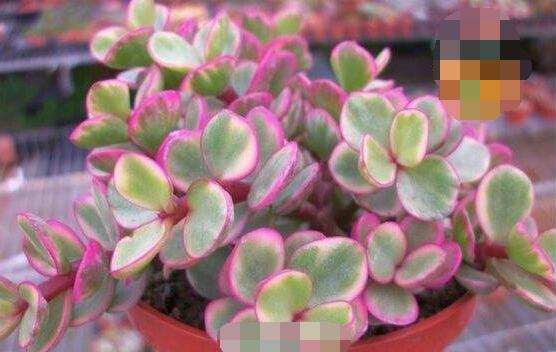 雅樂之舞怎么養出粉色,盆土合理/肥水結合/光照溫度適當