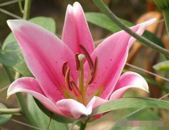 香水百合的花語,代表著純潔而又偉大的愛