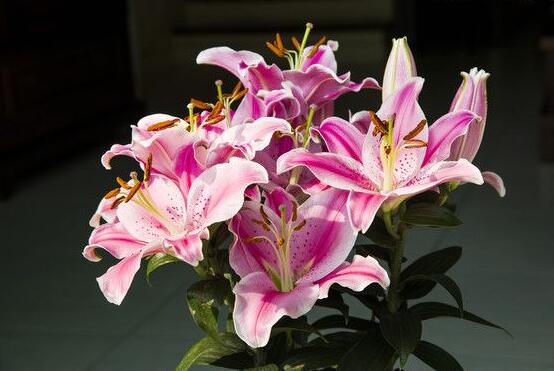 香水百合的花語,代表著純潔而又偉大的愛