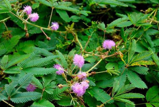 含羞草怎么養開花,注意盆土配置、光照充足