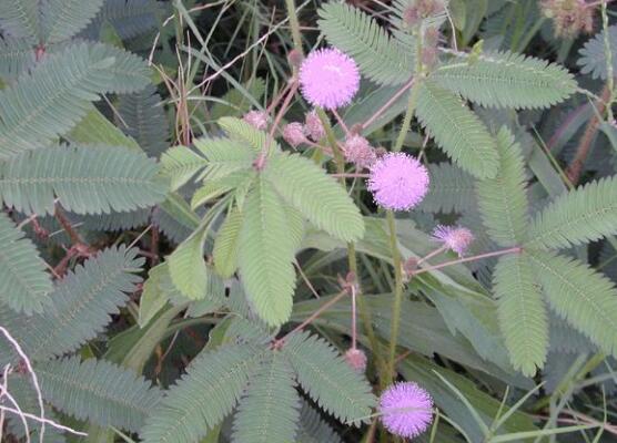 含羞草怎么養開花,注意盆土配置、光照充足