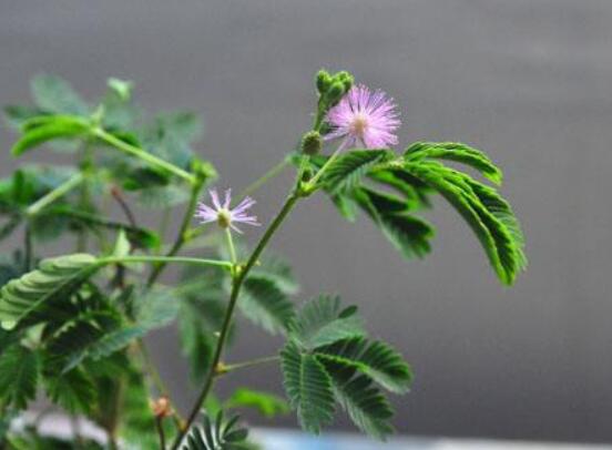 含羞草怎么養開花,注意盆土配置、光照充足