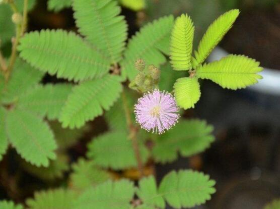 含羞草怎么養開花,注意盆土配置、光照充足