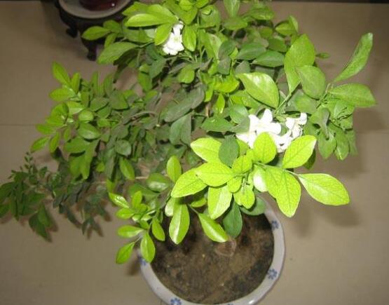 九里香多大開花,幼苗開花需3-4年/成株年年開花