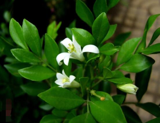 九里香多大開花,幼苗開花需3-4年/成株年年開花