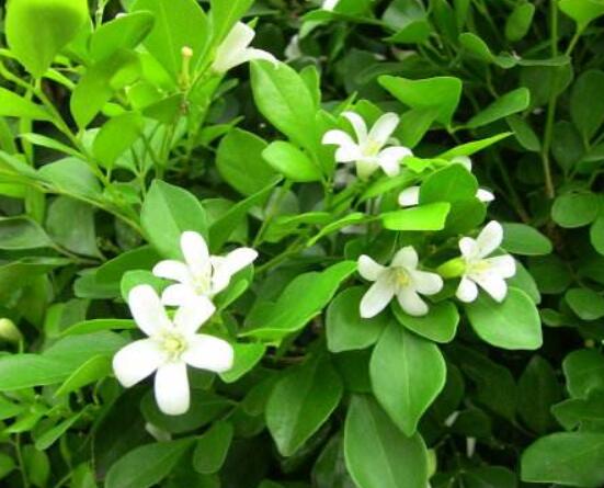 九里香多大開花,幼苗開花需3-4年/成株年年開花