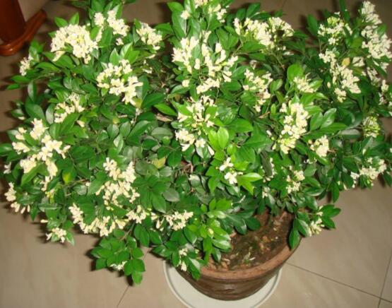 九里香多大開花,幼苗開花需3-4年/成株年年開花
