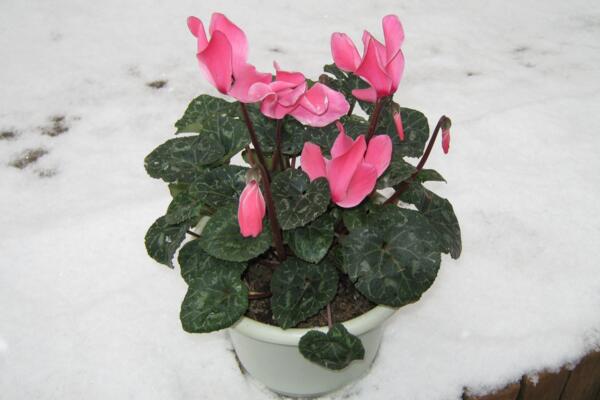仙客來花期過后怎么辦,花期過后正確的處理方法