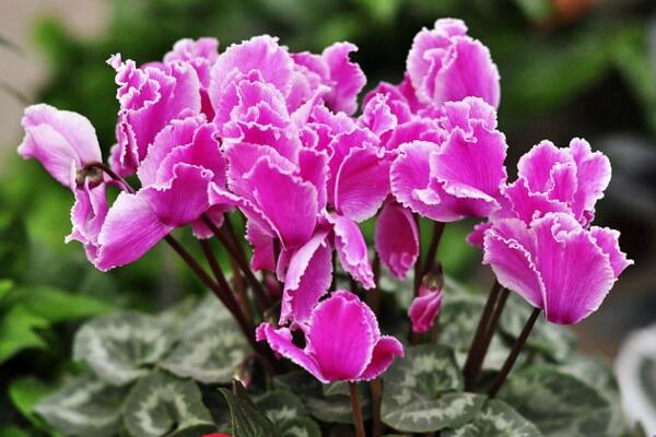 仙客來花期過后怎么辦,花期過后正確的處理方法