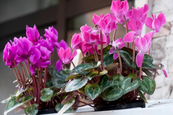 仙客來花期過后怎么辦,花期過后正確的處理方法