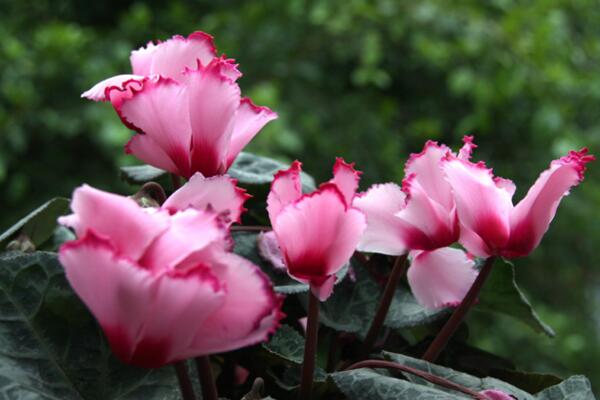 仙客來花期過后怎么辦,花期過后正確的處理方法