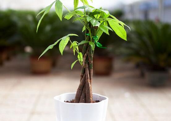 如何養小發財樹,五個要點幫你養的郁郁蔥蔥