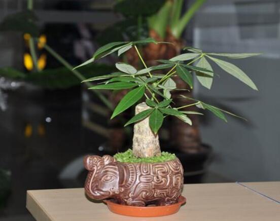 如何養小發財樹,五個要點幫你養的郁郁蔥蔥