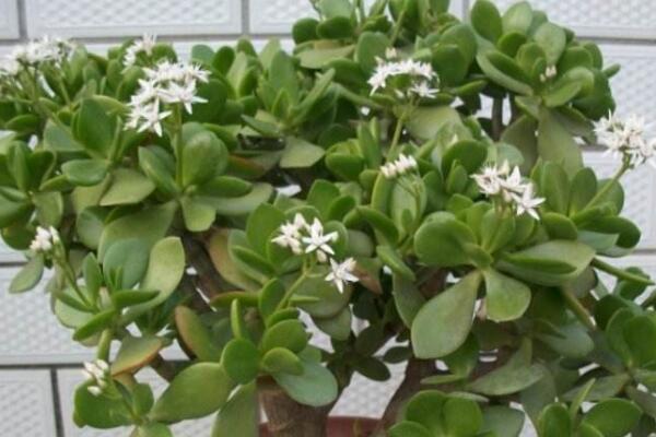 燕子掌幾年開花,需要養(yǎng)殖3年以上才能開花