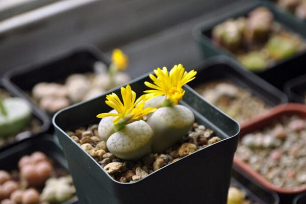 生石花什么時候開花,夏秋兩季開花(花期比較短暫)