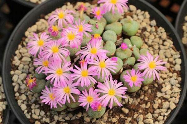 生石花什么時候開花,夏秋兩季開花(花期比較短暫)