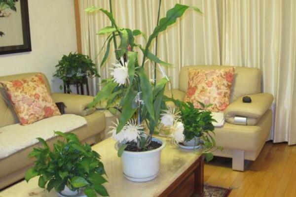 曇花如何修剪,曇花修剪5大要點