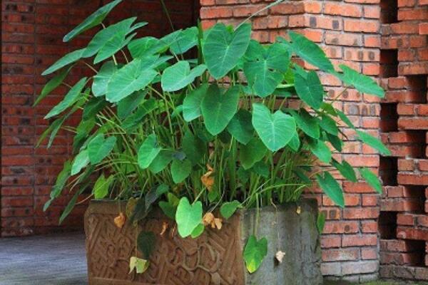 滴水觀音習(xí)性是什么,溫暖、濕潤、光照充足