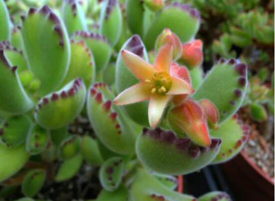 熊童子多久開花,每年7-9月間含苞盛放(夏末秋初)