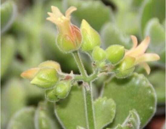 熊童子多久開花,每年7-9月間含苞盛放(夏末秋初)