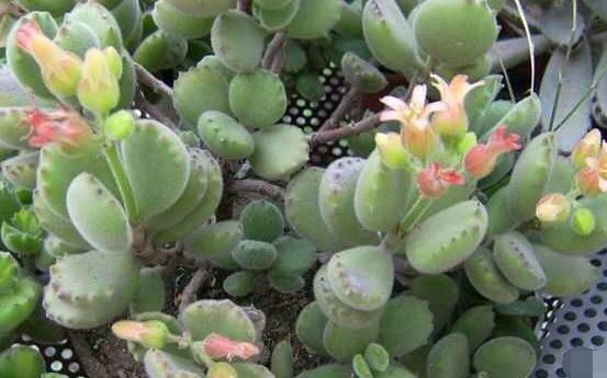 熊童子多久開花,每年7-9月間含苞盛放(夏末秋初)