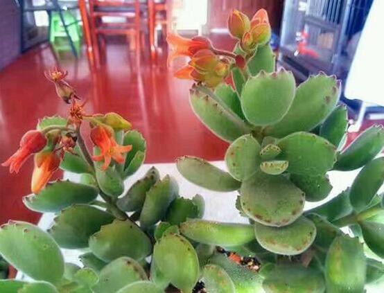 熊童子多久開花,每年7-9月間含苞盛放(夏末秋初)