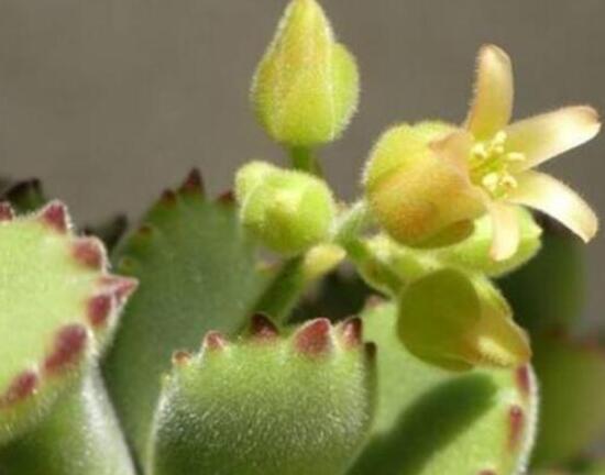 熊童子多久開花,每年7-9月間含苞盛放(夏末秋初)