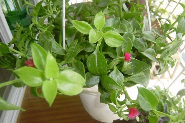 牡丹吊蘭什么時候開花,春夏兩季綻放(花期在3個月左右)