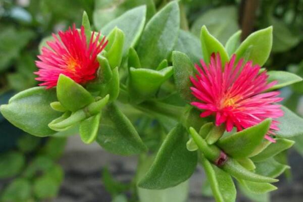 牡丹吊蘭什么時候開花,春夏兩季綻放(花期在3個月左右)