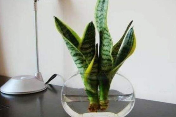 水培虎皮蘭怎么過冬,虎皮蘭安全越冬5大要點