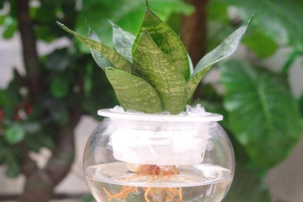 水培虎皮蘭怎么過冬,虎皮蘭安全越冬5大要點