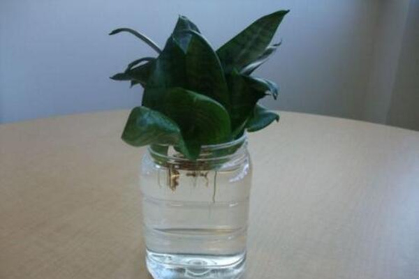水培虎皮蘭怎么過冬,虎皮蘭安全越冬5大要點