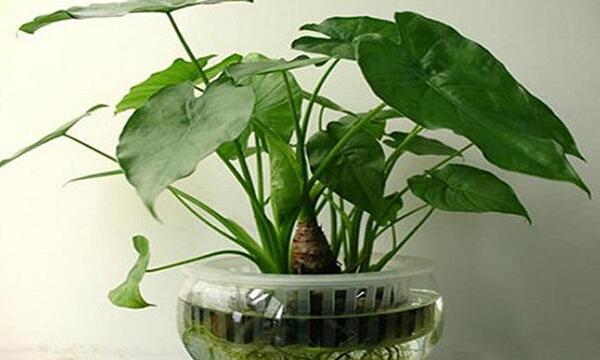 滴水觀音的好處和壞處,作用非常全面但缺點也不可忽視